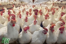 h7n9禽流感可以治愈嗎？禽流感能治好嗎？
