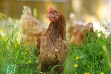 h7n9禽流感可以治愈嗎？禽流感能治好嗎？