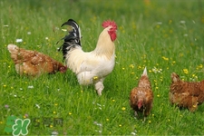 h7n9禽流感可以治愈嗎？禽流感能治好嗎？