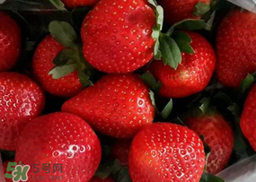 奶油草莓多少錢一斤？奶油草莓價格