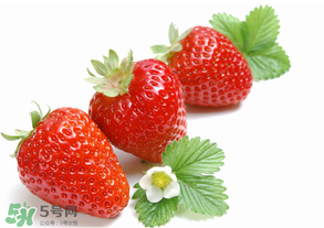 奶油草莓是什么品種？奶油草莓和巧克力草莓的區(qū)別 