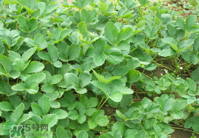 草莓苗幾月份種植？幾月份可以種草莓？