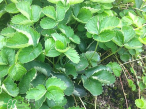 草莓苗幾月份種植？幾月份可以種草莓？