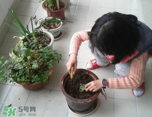 春天家里適合種什么花？春天適合種植什么花？