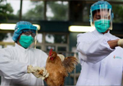 h7n9禽流感可以治愈嗎？禽流感能治好嗎？