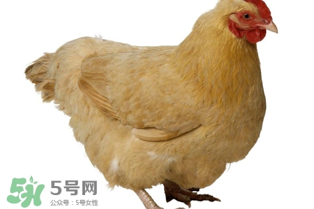 禽流感有哪些癥狀？人得禽流感什么癥狀？