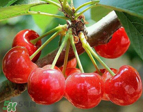 美早和大紅燈哪個(gè)好吃？美早和大紅燈的區(qū)別
