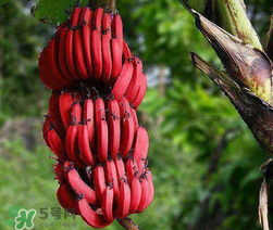 紅香蕉多少錢一斤？南洋紅香蕉多少錢一斤？