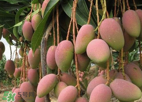 青芒果切開沒熟怎么辦？芒果沒熟切開了怎么辦？