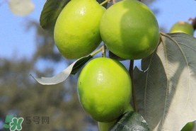 青棗與牛奶棗是轉(zhuǎn)基因水果嗎？青棗和牛奶棗的區(qū)別