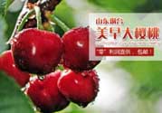 美早和黑珍珠哪個(gè)好吃？美早和黑珍珠的區(qū)別