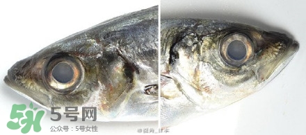 怎么自制死魚眼眼鏡？死魚眼眼鏡哪里買？