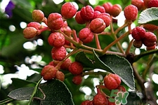 花椒可以泡水喝嗎？花椒泡水喝有什么作用？