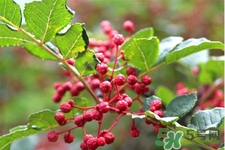 花椒真的能治打呼嚕嗎？花椒水治打呼嚕有效嗎？