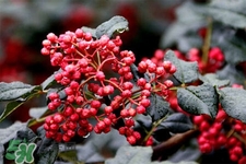 花椒水治腳氣管用嗎？花椒水泡腳可以治腳氣嗎？