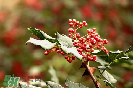 花椒水能治痔瘡嗎？花椒水治痔瘡有效果嗎？