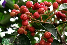 花椒水能治痔瘡嗎？花椒水治痔瘡有效果嗎？