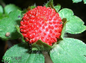 蛇莓多少錢(qián)一斤？蛇莓價(jià)格