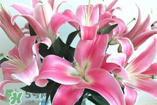 春天開的花有哪些？春天都開什么花？