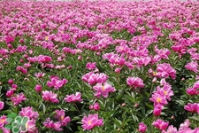 春天開的花有哪些？春天都開什么花？
