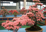春天開的花有哪些？春天都開什么花？