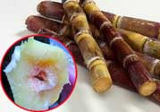 甘蔗發(fā)霉能吃嗎？吃了發(fā)霉的甘蔗怎么辦？