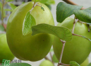 懷孕初期能吃青棗嗎？懷孕初期吃青棗好嗎？