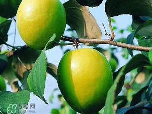 青棗吃多了會胖嗎？吃青棗會不會發(fā)胖？