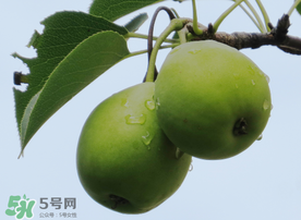 吃青棗可以減肥嗎？減肥可以吃青棗嗎？