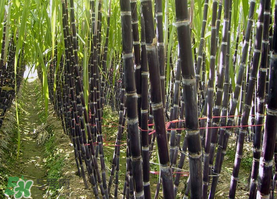 一根甘蔗熱量大概多少？吃一根甘蔗會(huì)胖嗎？