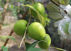 一斤青棗的熱量是多少？吃一斤青棗會(huì)胖嗎？