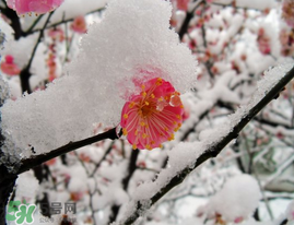 春天下雪意味著什么？春天為什么會下雪？
