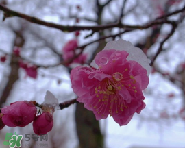 春天下雪意味著什么？春天為什么會下雪？