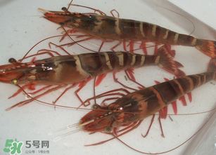 活蝦為什么要灌膠水？活蝦灌膠水有什么用？