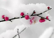 如何預(yù)防倒春寒？怎么預(yù)防倒春寒？