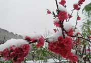 春天下雪意味著什么？春天為什么會下雪？