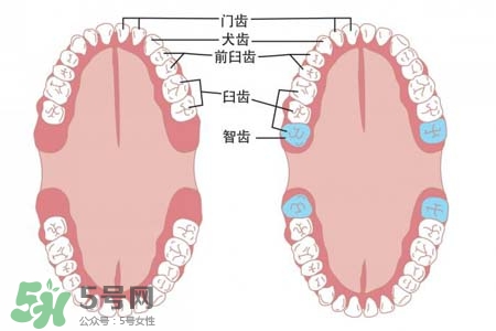 智齒會引起耳鳴嗎？耳鳴跟智齒有關系嗎？