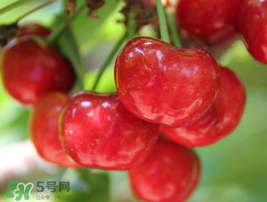 櫻桃有點(diǎn)苦怎么回事？櫻桃有點(diǎn)苦可以吃嗎？