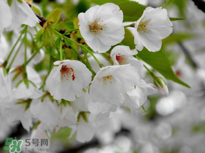 2017年武大櫻花什么時(shí)候開？2017年武大櫻花最佳觀賞時(shí)間