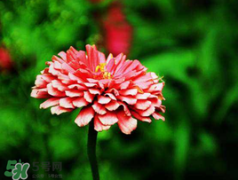 3月份開什么花？3月份開的花有哪些？