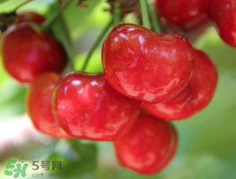 櫻桃為什么這樣紅？櫻桃為什么是紅色？