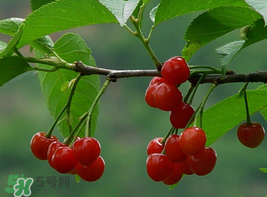 櫻桃為什么這樣紅？櫻桃為什么是紅色？