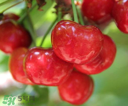 櫻桃為什么有一股藥味？櫻桃有藥味怎么辦？