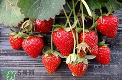 吃草莓大便會變紅嗎？吃草莓大便變紅是怎么回事？