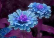 3月份開什么花？3月份開的花有哪些？