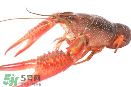 蝦黃是蝦的什么部位？小龍蝦里面的黃是什么？
