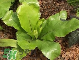 負(fù)卡路里的食物有哪些？負(fù)卡路里食物真的吃不胖嗎？
