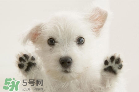 禽流感可以養(yǎng)狗嗎？禽流感期間能養(yǎng)狗嗎？