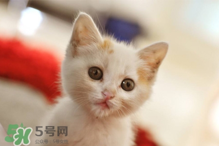 禽流感可以養(yǎng)貓嗎？禽流感期間能養(yǎng)貓嗎？
