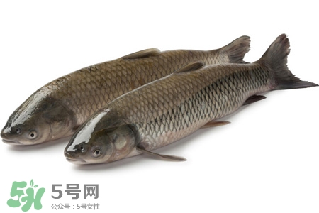 草魚能生吃嗎？草魚可以直接生吃嗎？